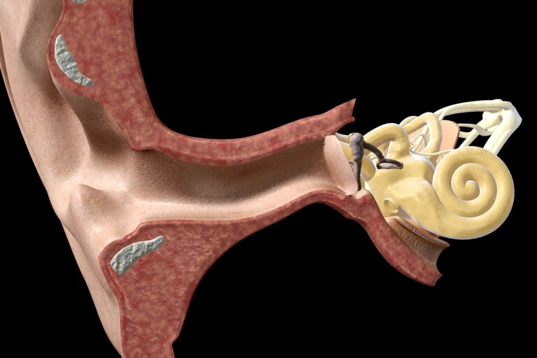 1800ss getty rf inner ear anatomy
