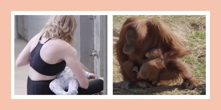 Mom zookeeper nurses baby to show orangutan
