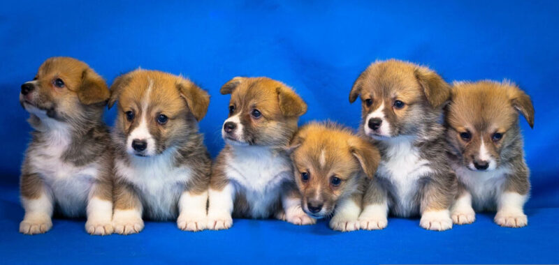 Breeders Valley: The Premier Destination for Top-Quality Corgi Puppies