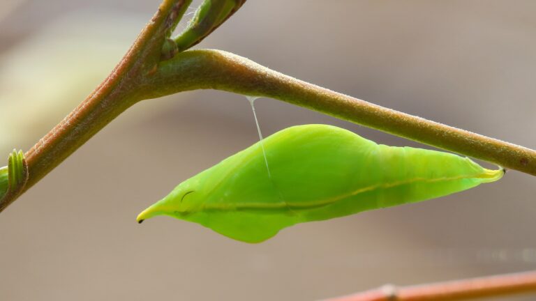 Chrysalis Tree