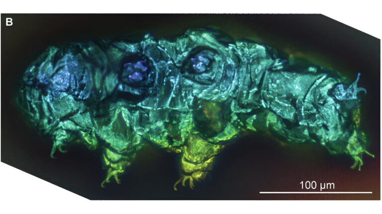 Tardigrade Fluorescent