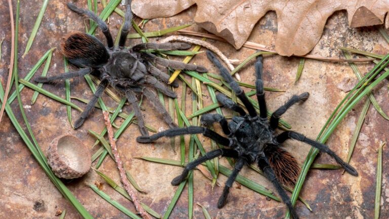 jacobii female male