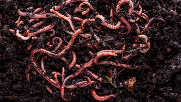 worms soil