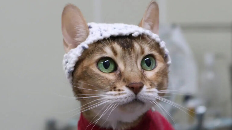 cat in hat