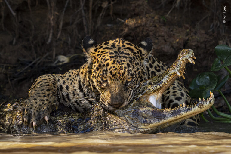 © Ian Ford Wildlife Photographer of the Year