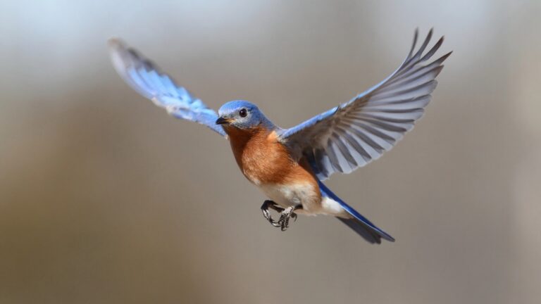 Bluebird Flying