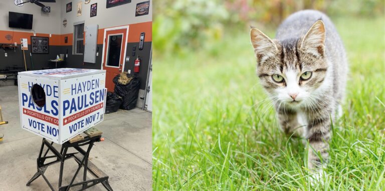 campaign sign cat shelters