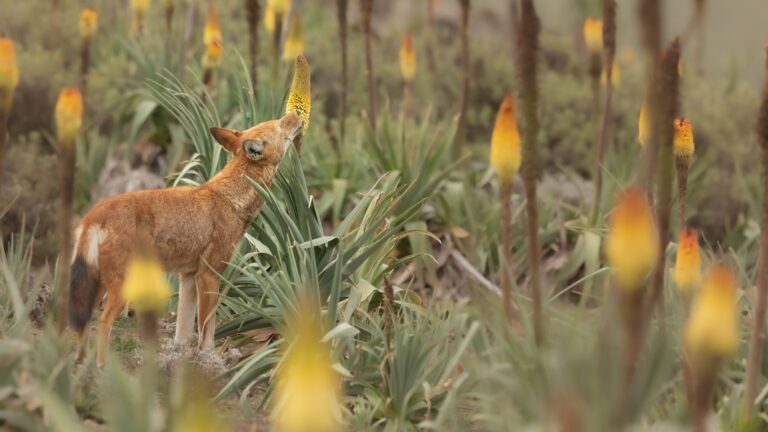 Ethiopian Wolf Nectar