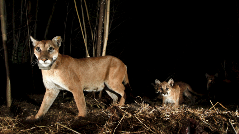 mountain lion with kittens