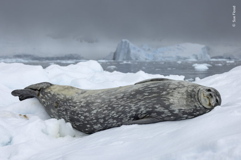 Sue Flood Wildlife Photographer of the Year