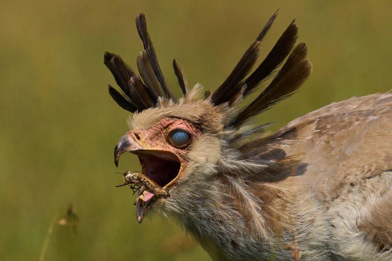 Winner Secretary bird gullet