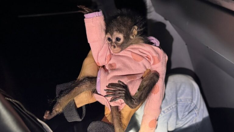 Baby Spider Monkey