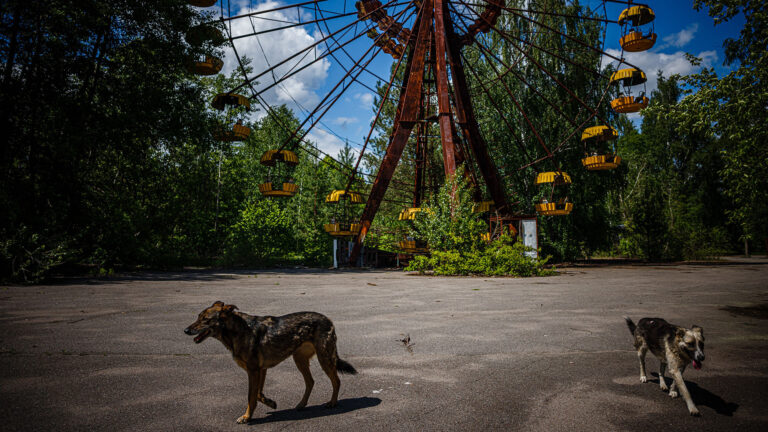 dog chernobyl 2