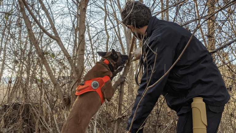 dog sniffing lanternfly