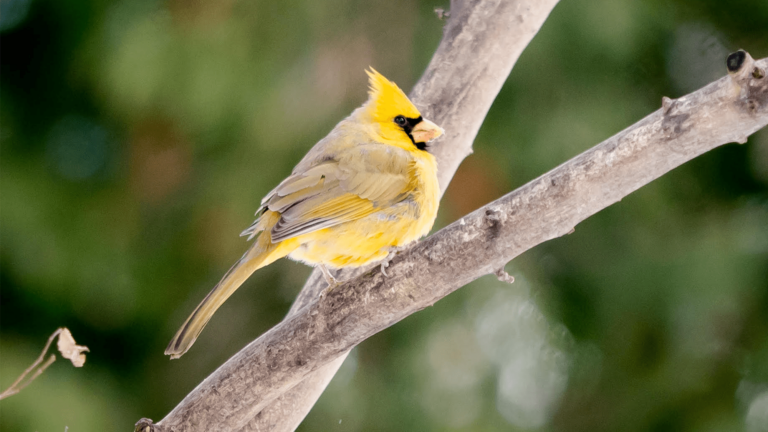 yellow cardinal