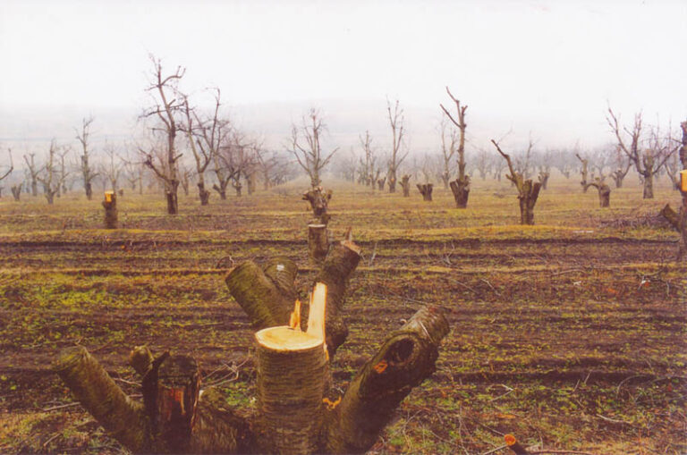 old cherry orchard 1994 33791136790