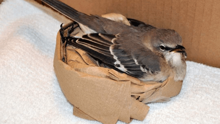 bird in donut