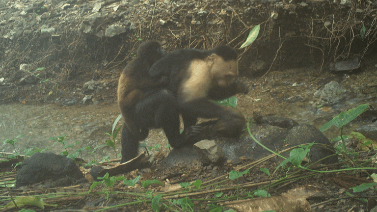 capuchin carrying howler