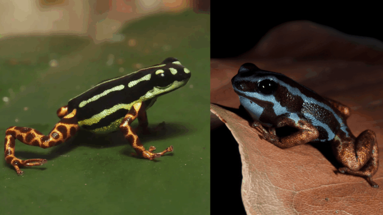 new poison dart frogs