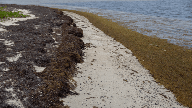 sargassum shoreline
